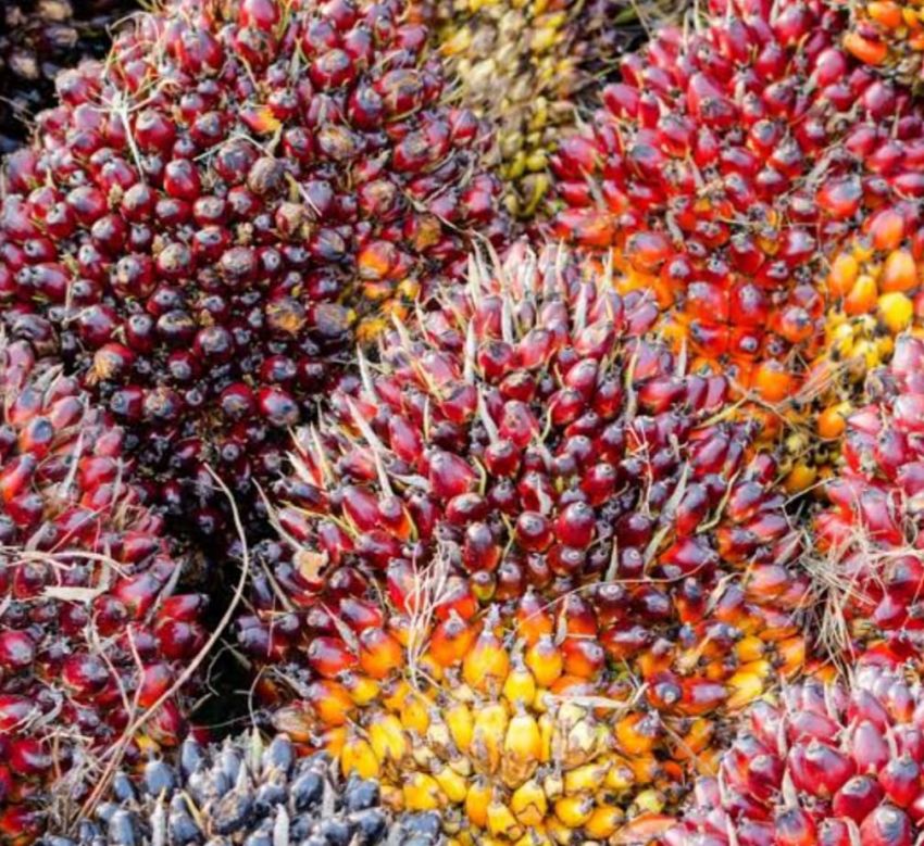 Harga Kelapa Sawit Mitra Plasma di Riau Mengalami Kenaikan